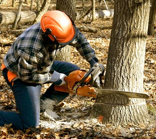 Tree Removal in Ravenel, SC